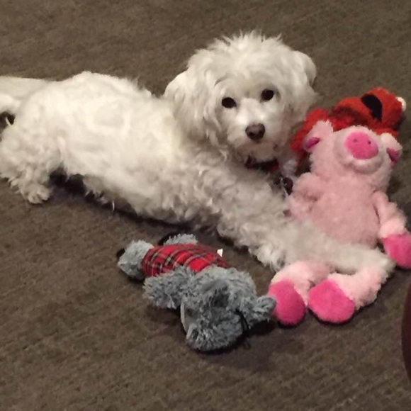 Meet your Posher, Beverly - Picture 1 of 1